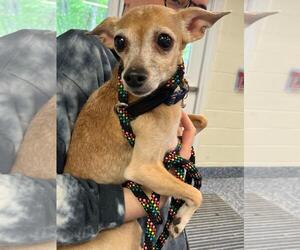 Italian Greyhuahua Dogs for adoption in Chester, NJ, USA