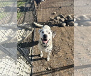 Medium Photo #1 American Pit Bull Terrier-Unknown Mix Puppy For Sale in Chico, CA, USA