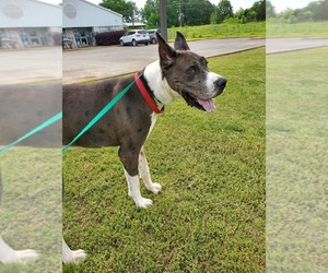 Great Dane Dogs for adoption in Tuscumbia, AL, USA