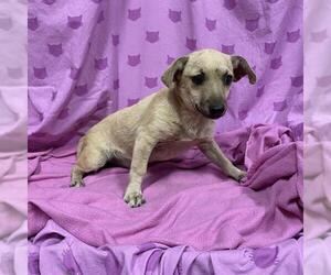 Dachshund Dogs for adoption in Modesto, CA, USA