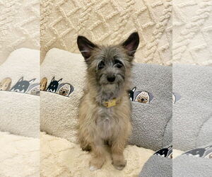 Shih Tzu-Unknown Mix Dogs for adoption in Santa Clarita, CA, USA