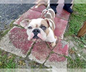 Bulldog Dogs for adoption in Fort Lauderdale, FL, USA
