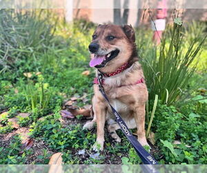 Mutt Dogs for adoption in Pasadena, CA, USA