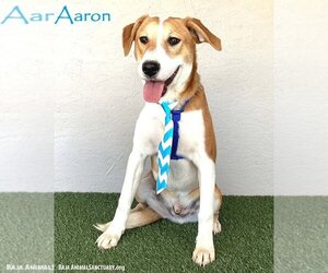 Labbe Dogs for adoption in San Diego, CA, USA