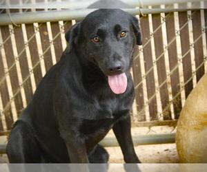 Labrador Retriever Dogs for adoption in Tallahassee, FL, USA