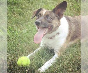 Jack Russell Terrier Dogs for adoption in Rochester, MN, USA