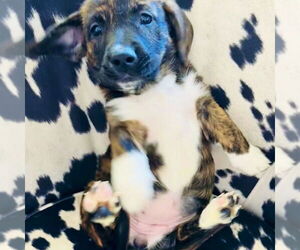 Pembroke Welsh Corgi-Unknown Mix Dogs for adoption in San Juan Capistrano, CA, USA