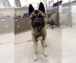Akita Dogs for adoption in Brighton, CO, USA
