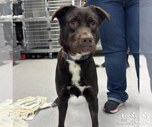 Labrador Retriever-Unknown Mix Dogs for adoption in Washington, DC, USA