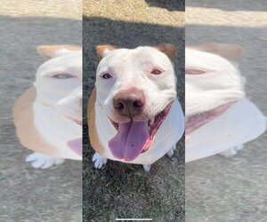 Bullypit Dogs for adoption in Incline Village, NV, USA