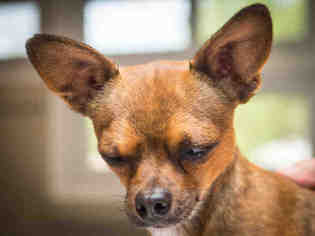 Medium Photo #22 Chihuahua Puppy For Sale in Ojai, CA, USA