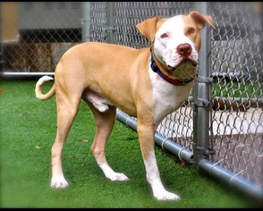 American Pit Bull Terrier-Unknown Mix Dogs for adoption in Pompano Beach , FL, USA