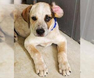 Red Heeler-Unknown Mix Dogs for adoption in North Richland Hills, TX, USA