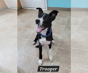 Border Collie-Unknown Mix Dogs for adoption in Granbury, TX, USA