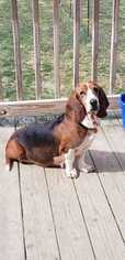 Basset Hound Dogs for adoption in Oak Bluffs, MA, USA