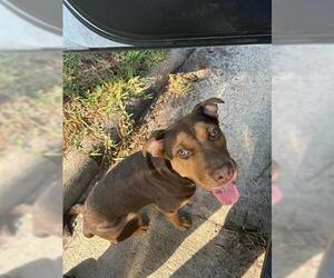 American Pit Bull Terrier-Unknown Mix Dogs for adoption in Houston, TX, USA