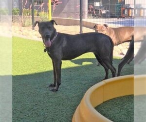 Chinese Shar-Pei Dogs for adoption in Phoenix, AZ, USA