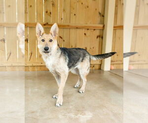 German Shepherd Dog-Unknown Mix Dogs for adoption in La Grange , NC, USA