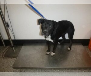 American Pit Bull Terrier-Labrador Retriever Mix Dogs for adoption in Henderson, NV, USA