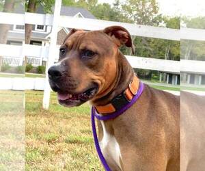 Boxador Dogs for adoption in Chester, NJ, USA