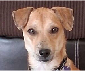 Dachshund-Unknown Mix Dogs for adoption in Cookeville, TN, USA