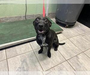 Dachshund-Unknown Mix Dogs for adoption in Grand Prairie, TX, USA