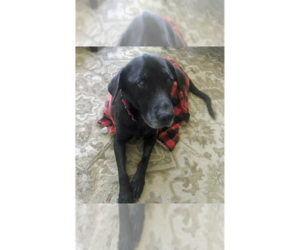 Labrador Retriever-Unknown Mix Dogs for adoption in Grovertown, IN, USA
