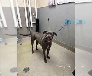 American Pit Bull Terrier-Unknown Mix Dogs for adoption in Las Vegas, NV, USA