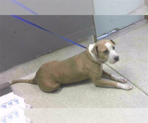 American Pit Bull Terrier-Unknown Mix Dogs for adoption in Tallahassee, FL, USA