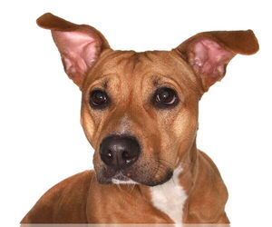 Pembroke Welsh Corgi-Unknown Mix Dogs for adoption in Oakland Park, FL, USA