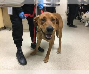 Rhodesian Ridgeback-Unknown Mix Dogs for adoption in Riverside, CA, USA