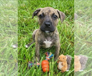 Mountain Cur-Unknown Mix Dogs for adoption in Germantown, OH, USA
