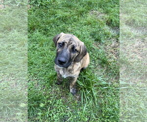 Mountain Cur-Unknown Mix Dogs for adoption in Pottstown, PA, USA