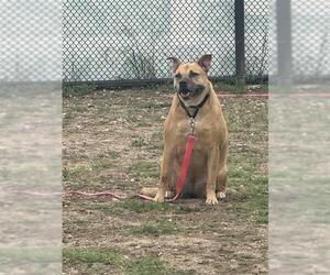 Mutt Dogs for adoption in San Antonio, TX, USA