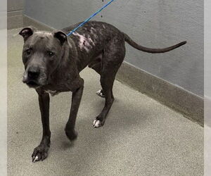 American Pit Bull Terrier-Unknown Mix Dogs for adoption in Las Vegas, NV, USA