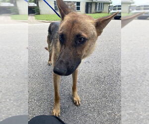 German Shepherd Dog-Unknown Mix Dogs for adoption in Waco, TX, USA