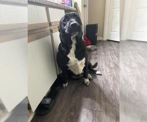 Labrador Retriever-Unknown Mix Dogs for adoption in San Antonio, TX, USA