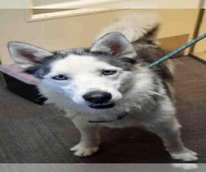 Siberian Husky Dogs for adoption in Ogden, UT, USA