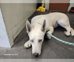 Akita-Siberian Husky Mix Dogs for adoption in Santa Cruz, CA, USA