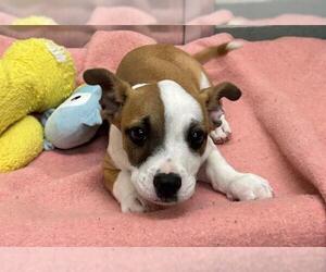 Basset Hound-Unknown Mix Dogs for adoption in Peoria, IL, USA