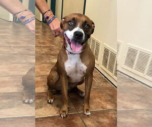 Boxer-Unknown Mix Dogs for adoption in Amarillo, TX, USA