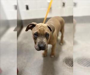 Boxer-Unknown Mix Dogs for adoption in Forestville, MD, USA