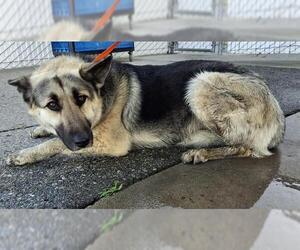 German Shepherd Dog Dogs for adoption in Bakersfield, CA, USA