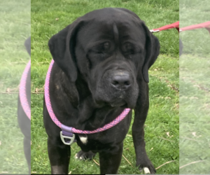 Mutt Dogs for adoption in Unionville, PA, USA