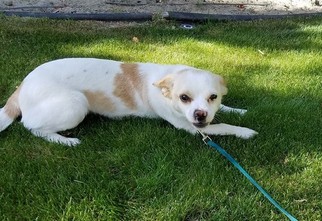 Chihuahua-Unknown Mix Dogs for adoption in La Quinta, CA, USA