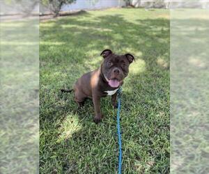 American Pit Bull Terrier Dogs for adoption in Vero Beach, FL, USA