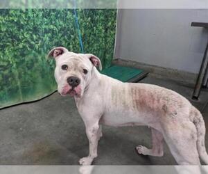 Boxer Dogs for adoption in Camarillo, CA, USA