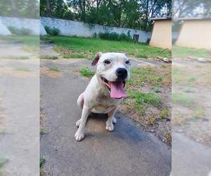 American Staffordshire Terrier-Unknown Mix Dogs for adoption in San Antonio, TX, USA