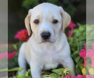 Labrador Retriever-Unknown Mix Dogs for adoption in San Diego, CA, USA