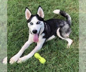 Siberian Husky Dogs for adoption in Austin, TX, USA